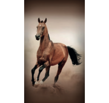 Telo Stampato Cavallo