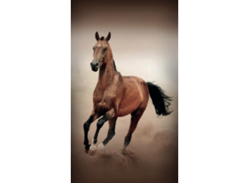 Telo Stampato Cavallo