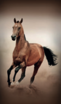 Telo Stampato Cavallo